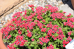 Popstars Red Phlox (Phlox 'Popstars Red') at Lakeshore Garden Centres