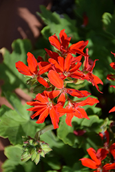 Quantum Red Geranium (Pelargonium 'Quantum Red') at Lakeshore Garden Centres
