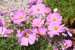 Apollo Pink Cosmos (Cosmos 'Apollo Pink') at Lakeshore Garden Centres
