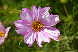 Apollo Lovesong Cosmos (Cosmos 'Apollo Lovesong') at Lakeshore Garden Centres