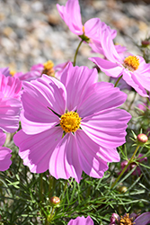 Apollo Pink Cosmos (Cosmos 'Apollo Pink') at Lakeshore Garden Centres