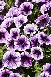 Fortunia Early Blackberry Gem Petunia (Petunia 'Fortunia Early Blackberry Gem') at Lakeshore Garden Centres