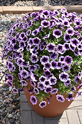 Fortunia Early Blackberry Gem Petunia (Petunia 'Fortunia Early Blackberry Gem') at Lakeshore Garden Centres
