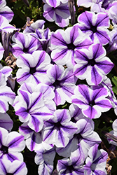 Potunia Starfish Petunia (Petunia 'Potunia Starfish') at Lakeshore Garden Centres