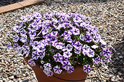 Potunia Starfish Petunia (Petunia 'Potunia Starfish') at Lakeshore Garden Centres
