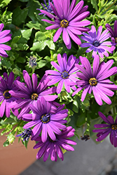 Margarita Cool Purple African Daisy (Osteospermum 'Margarita Cool Purple') at Lakeshore Garden Centres