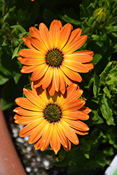 Margarita Orange Flare African Daisy (Osteospermum 'Margarita Orange Flare') at Lakeshore Garden Centres