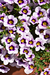 Bloomtastic Serenity Calibrachoa (Calibrachoa 'Bloomtastic Serenity') at Lakeshore Garden Centres