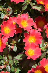 Pazzaz Nano Hot Pink Portulaca (Portulaca oleracea 'Pazzaz Nano Hot Pink') at Lakeshore Garden Centres
