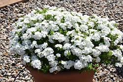 Phloxstar White Annual Phlox (Phlox drummondii 'Phloxstar White') at Lakeshore Garden Centres