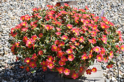 Pazzaz Nano Hot Pink Portulaca (Portulaca oleracea 'Pazzaz Nano Hot Pink') at Lakeshore Garden Centres
