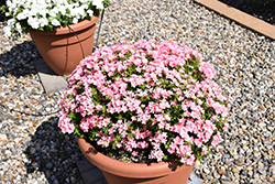 Phloxstar Salmon Annual Phlox (Phlox drummondii 'Phloxstar Salmon') at Lakeshore Garden Centres