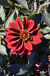 Dahlightful Crushed Crimson Dahlia (Dahlia 'G14402DAHL') at Lakeshore Garden Centres