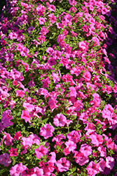 Surfinia Sumo Pink Petunia (Petunia 'Surfinia Sumo Pink') at Lakeshore Garden Centres