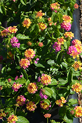 Luscious Berry Blend Lantana (Lantana camara 'Luscious Berry Blend') at Lakeshore Garden Centres