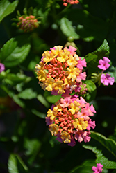 Luscious Berry Blend Lantana (Lantana camara 'Luscious Berry Blend') at Lakeshore Garden Centres