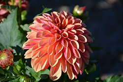 Labella Grande Orange Bicolor Dahlia (Dahlia 'Labella Grande Orange Bicolor') at Lakeshore Garden Centres