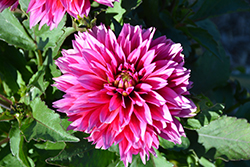 Labella Maggiore Rose Dahlia (Dahlia 'Labella Maggiore Rose') at Lakeshore Garden Centres