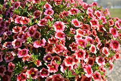 MiniFamous Neo Pink Strike Calibrachoa (Calibrachoa 'MiniFamous Neo Pink Strike') at Lakeshore Garden Centres