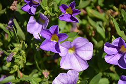 MiniFamous Neo Light Blue Calibrachoa (Calibrachoa 'MiniFamous Neo Light Blue') at Lakeshore Garden Centres