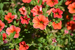 Can-Can Orange Calibrachoa (Calibrachoa 'Can-Can Orange') at Lakeshore Garden Centres