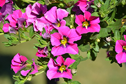 Can-Can Magenta Kiss Calibrachoa (Calibrachoa 'Balcanmiss') at Lakeshore Garden Centres