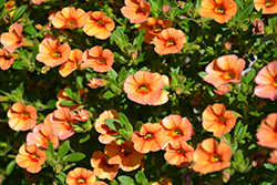 Can-Can Apricot Calibrachoa (Calibrachoa 'Can-Can Apricot') at Lakeshore Garden Centres