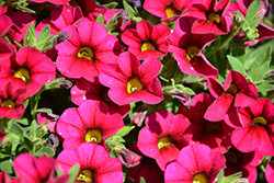 Cabaret Rose Calibrachoa (Calibrachoa 'Balcabros20') at Lakeshore Garden Centres