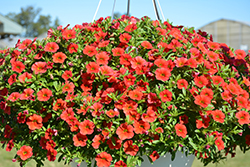 Cabaret Scarlet Calibrachoa (Calibrachoa 'Cabaret Scarlet') at Lakeshore Garden Centres