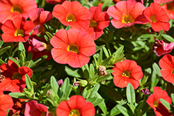 Cabaret Scarlet Calibrachoa (Calibrachoa 'Cabaret Scarlet') at Lakeshore Garden Centres