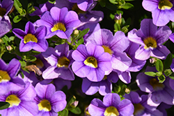 Cabaret Sky Blue Calibrachoa (Calibrachoa 'Balcabsklu') at Lakeshore Garden Centres