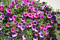 Can-Can Hot Pink Star Calibrachoa (Calibrachoa 'Can-Can Hot Pink Star') at Lakeshore Garden Centres