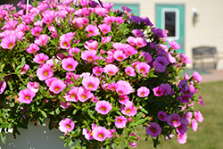 Can-Can Pink Flamingo Calibrachoa (Calibrachoa 'Balcanpingo') at Lakeshore Garden Centres