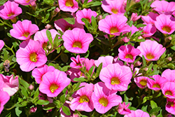 Can-Can Pink Flamingo Calibrachoa (Calibrachoa 'Balcanpingo') at Lakeshore Garden Centres