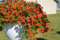 Can-Can Terracotta Calibrachoa (Calibrachoa 'Can-Can Terracotta') at Lakeshore Garden Centres