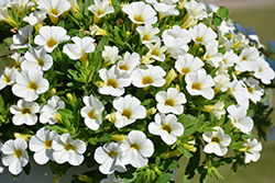 Conga White Calibrachoa (Calibrachoa 'Balcongite') at Lakeshore Garden Centres