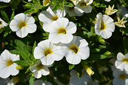 Conga White Calibrachoa (Calibrachoa 'Balcongite') at Lakeshore Garden Centres