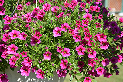 MiniFamous Compact Hot Pink Calibrachoa (Calibrachoa 'KLECA14265') at Lakeshore Garden Centres