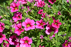 MiniFamous Compact Hot Pink Calibrachoa (Calibrachoa 'KLECA14265') at Lakeshore Garden Centres