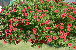 MiniFamous Compact Red Calibrachoa (Calibrachoa 'MiniFamous Compact Red') at Lakeshore Garden Centres
