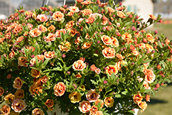 MiniFamous Double Orange Strike Calibrachoa (Calibrachoa 'MiniFamous Double Orange Strike') at Lakeshore Garden Centres