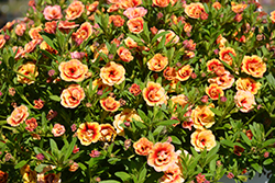 MiniFamous Double Orange Strike Calibrachoa (Calibrachoa 'MiniFamous Double Orange Strike') at Lakeshore Garden Centres
