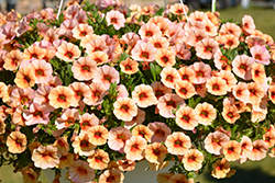 MiniFamous Neo Apricot Red Eye Calibrachoa (Calibrachoa 'MiniFamous Neo Apricot Red Eye') at Lakeshore Garden Centres