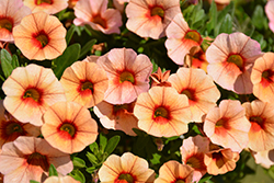 MiniFamous Neo Apricot Red Eye Calibrachoa (Calibrachoa 'MiniFamous Neo Apricot Red Eye') at Lakeshore Garden Centres