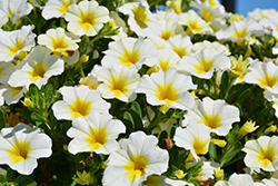 MiniFamous Neo White + Yellow Eye Calibrachoa (Calibrachoa 'KLECA16314') at Lakeshore Garden Centres