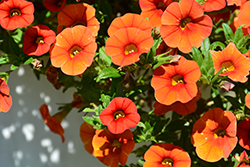 Colibri Orange Calibrachoa (Calibrachoa 'Colibri Orange') at Lakeshore Garden Centres