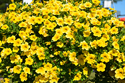 Lia Yellow Calibrachoa (Calibrachoa 'Lia Yellow') at Lakeshore Garden Centres