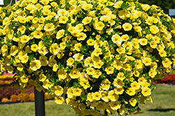 Aloha Canary Yellow Calibrachoa (Calibrachoa 'Aloha Canary Yellow') at A Very Successful Garden Center