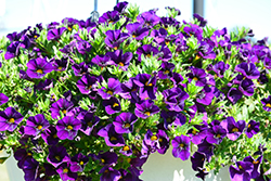Aloha Nani Midnight Blue Calibrachoa (Calibrachoa 'Aloha Nani Midnight Blue') at Lakeshore Garden Centres