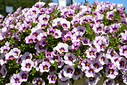 Bloomtastic Serenity Calibrachoa (Calibrachoa 'Bloomtastic Serenity') at Lakeshore Garden Centres